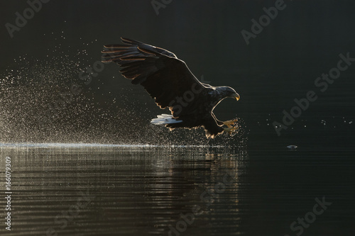 White Tailed Eagle Hunting.