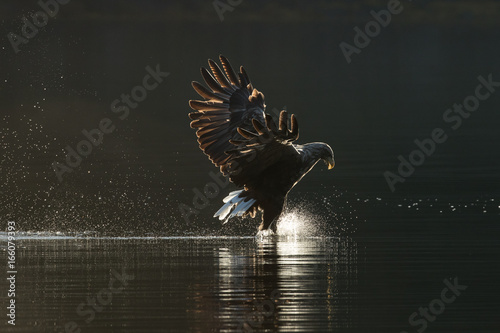 White Tailed Eagle Hunting.