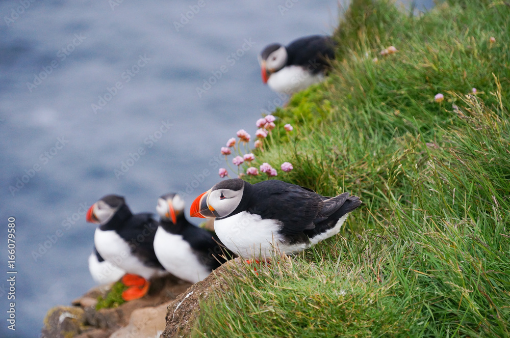 Fototapeta premium Atlantic Puffin in Latrabjarg cliffs, Iceland.