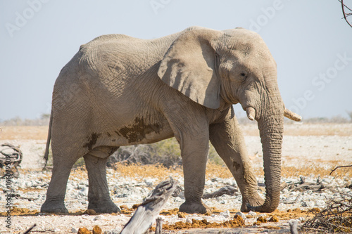 Adult Elephant Etosha.