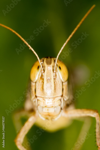 A portrait of a grasshopper in nature.