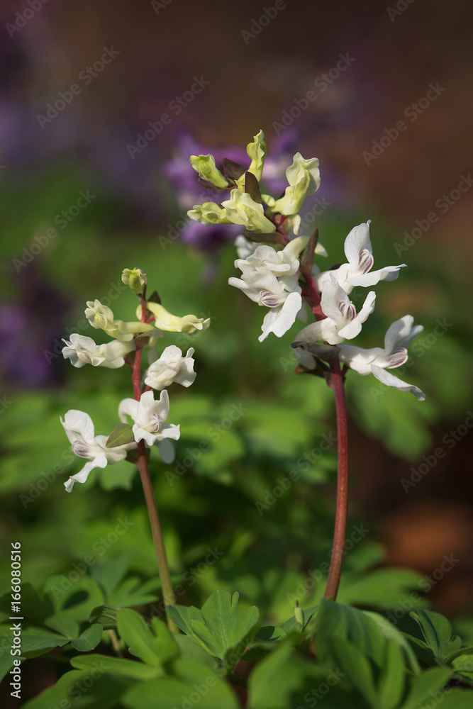 Fototapeta premium White corydalis cava individuals in forest at early spring. Selective focus.