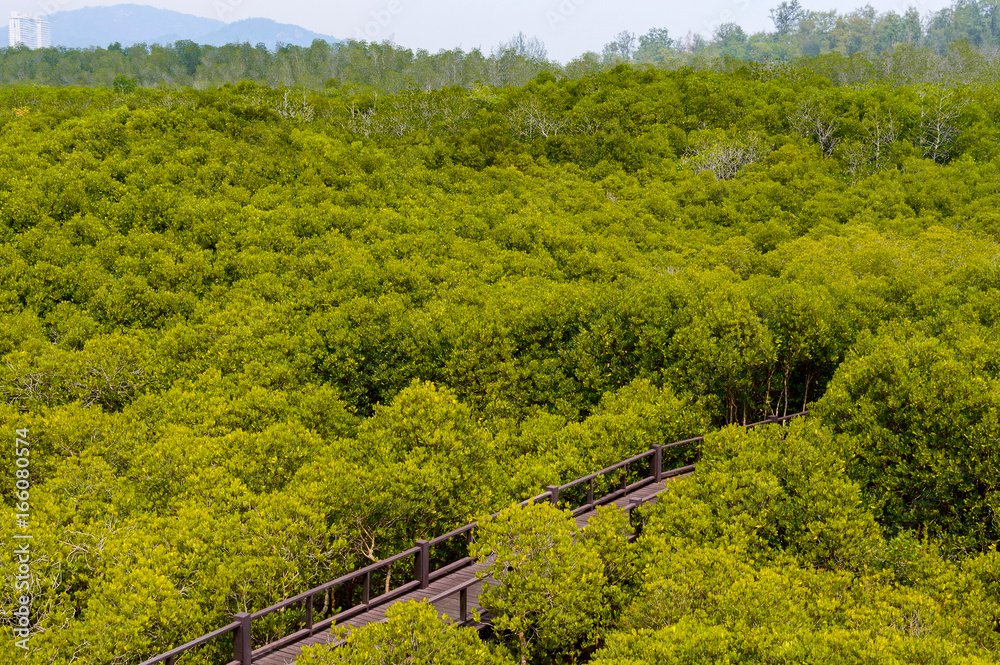 Mangrove forest at Pranburi Forest National Park, Prachuap Khiri Khan, Thailand