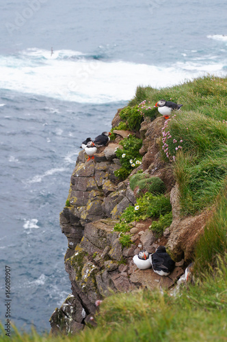 Atlantic Puffin in Latrabjarg cliffs, Iceland. photo