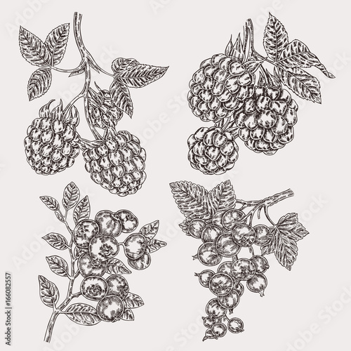 Hand drawn sketch berries. Set with blackberry, raspberry, currant and blueberry branch. Vector illustration vintage