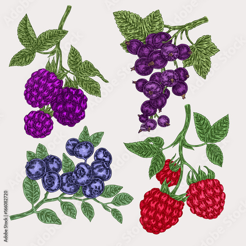 Hand drawn sketch berries. Set with blackberry, raspberry, currant and blueberry branch. Vector illustration vintage