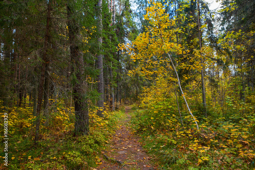 Path through the autumn park. Fall time.