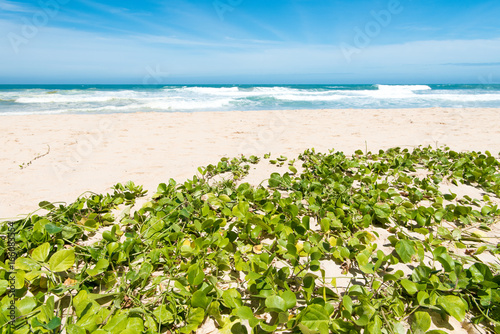 beach morning glory, goat's foot creeper photo