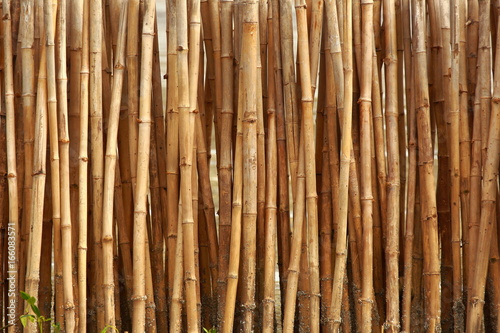 Bamboo fence