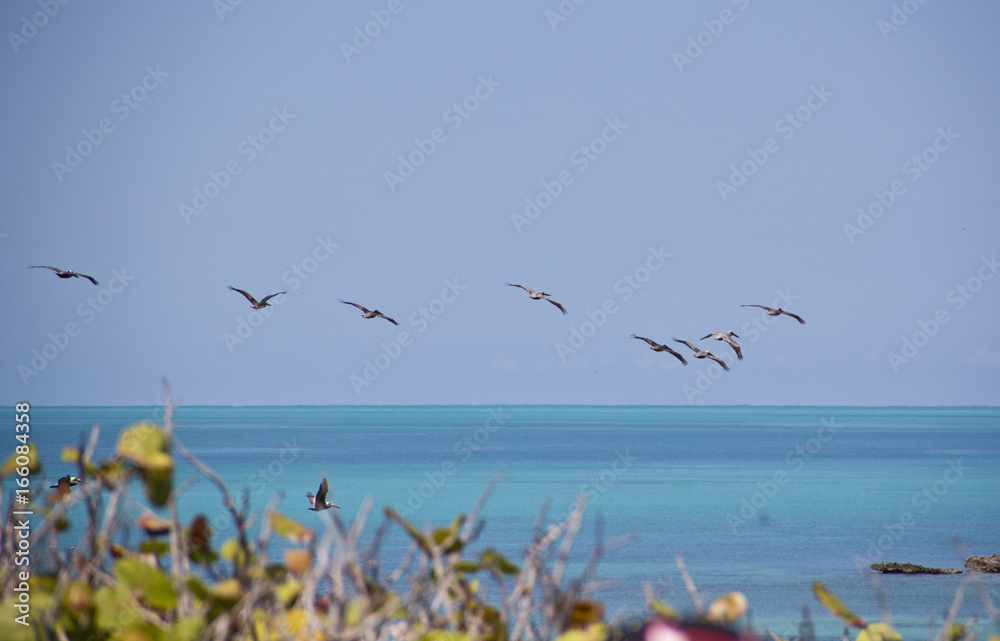 Obraz premium Vogelflug