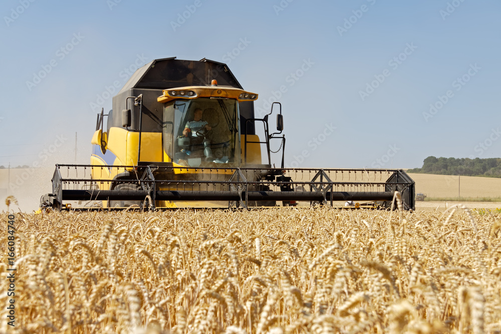 Fototapeta premium Combine harvests wheat on a field in sunny summer day