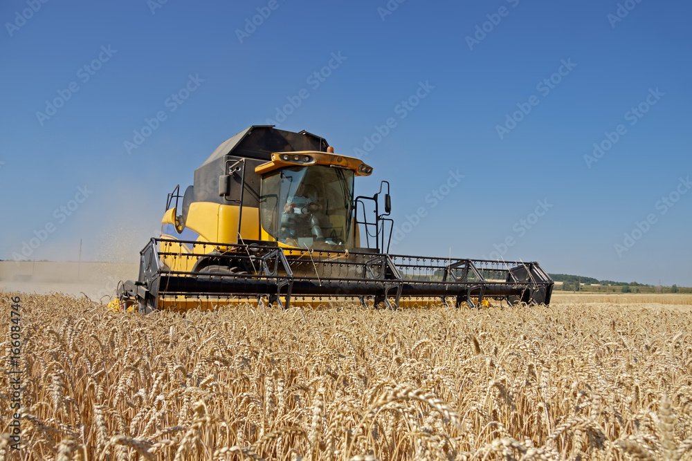 Obraz premium Combine harvests wheat on a field in sunny summer day