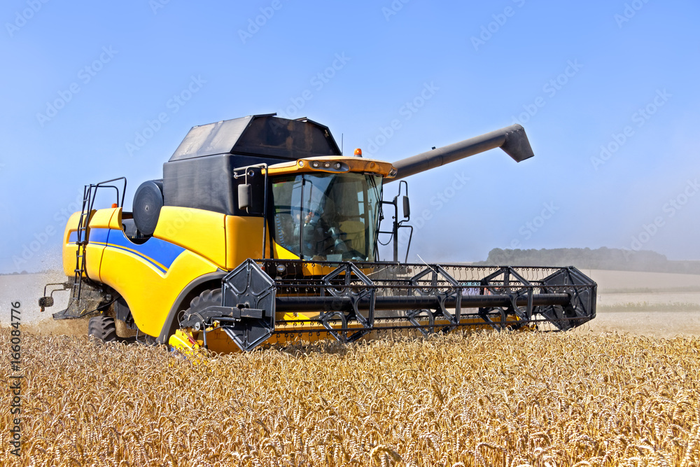 Fototapeta premium Combine harvests wheat on a field in sunny summer day