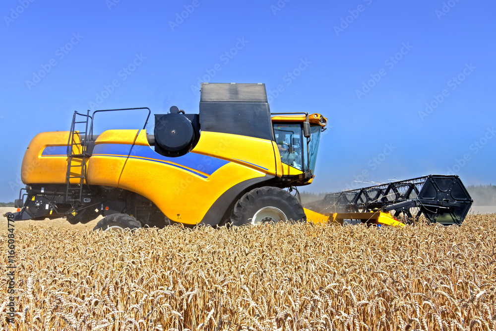 Obraz premium Combine harvests wheat on a field in sunny summer day