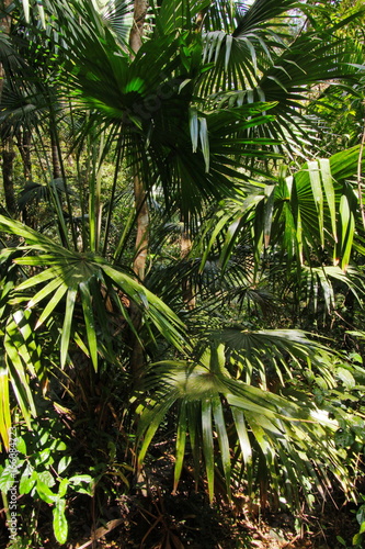 Palme im australischen Regenwald