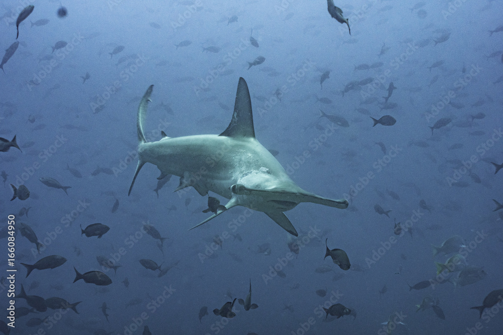 Fototapeta premium Hammerhai in Fischschwarm vor Galapagos, Pazifik
