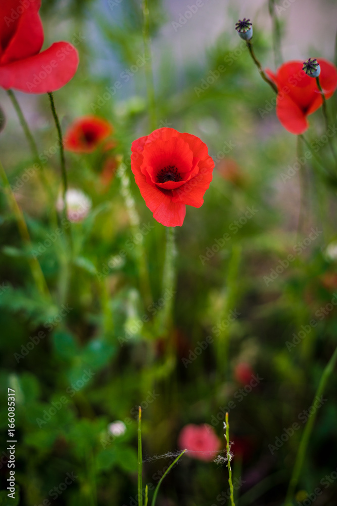 Mohnblumen Mohnblumen