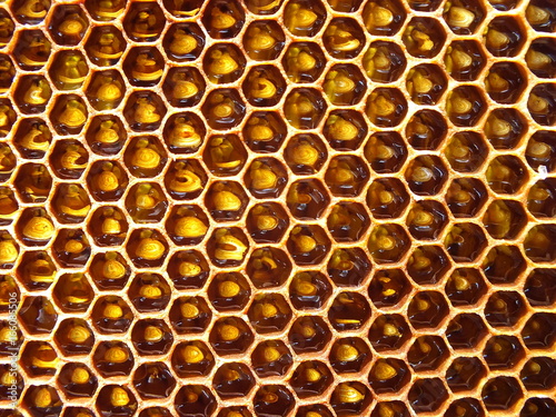 Honeycomb full of honey. Golden sweet texture.  Dark honeycomb with honey