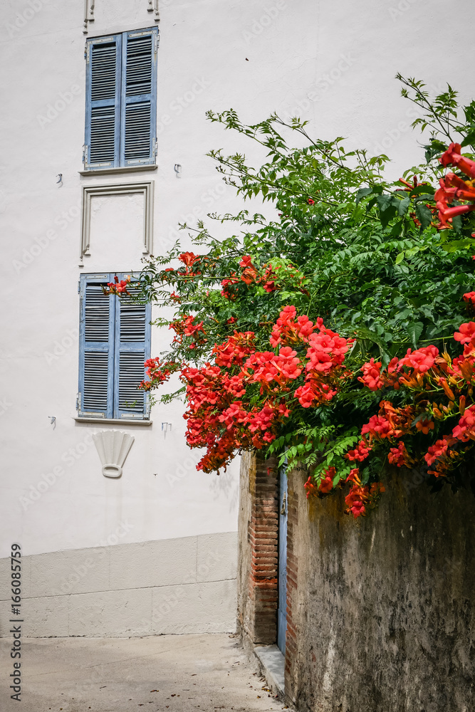 Closed blue shutters with red flowers