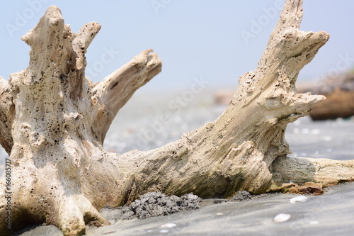 Wood by the beach