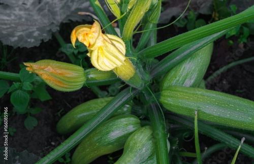 Beautiful ripening green squash in the garden. photo