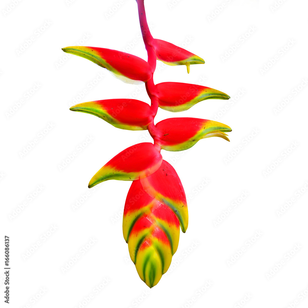 Heliconia rostrata also known as Hanging Lobster Claw or False Bird of  Paradise. This plant, however, has downward-facing flowers, the flowers  thus providing a source of nectar to birds. Stock Photo