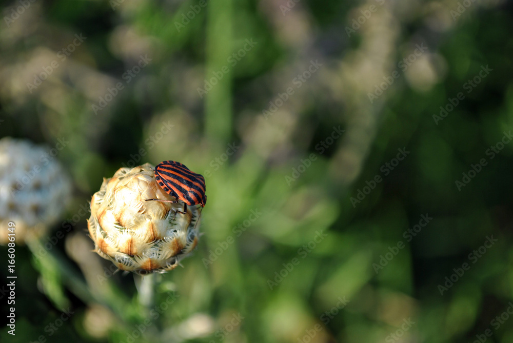 Graphosoma lineatum (species of shield bug, Italian striped bug or minstrel bug) on the bud of yellow cornflower, soft bokeh of green grass Graphosoma lineatum (species of shield bug, Italian striped bug or minstrel bug) on the bud of yellow cornflower, soft bokeh of green grass