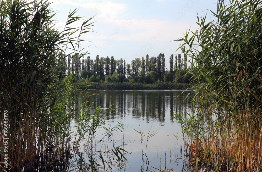 Obraz premium Park lake, blue sky, green lakeside, calm