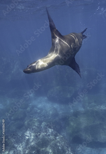 Galapagos Seel  we spielt unterwasser  Galapagos  Pazifik