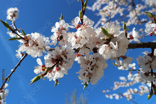 Fototapeta Naklejka Na Ścianę i Meble -  Apricot white flowers on a tree branch on blue sky background