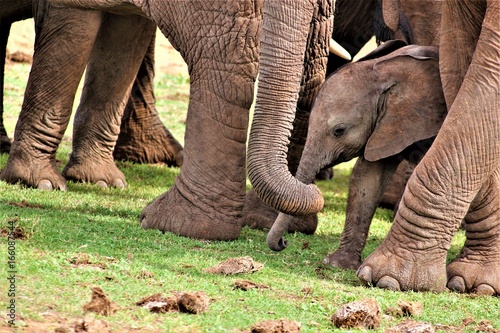 Elefantenbaby, unter dem Bauch der Mutter © assy