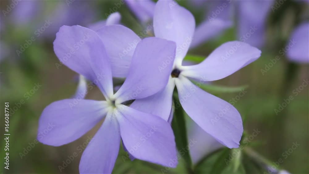 Blue flowers grass green herb