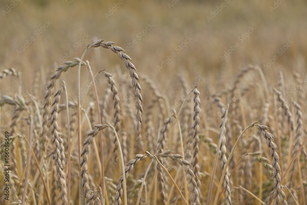 Fototapeta premium Spelt plant