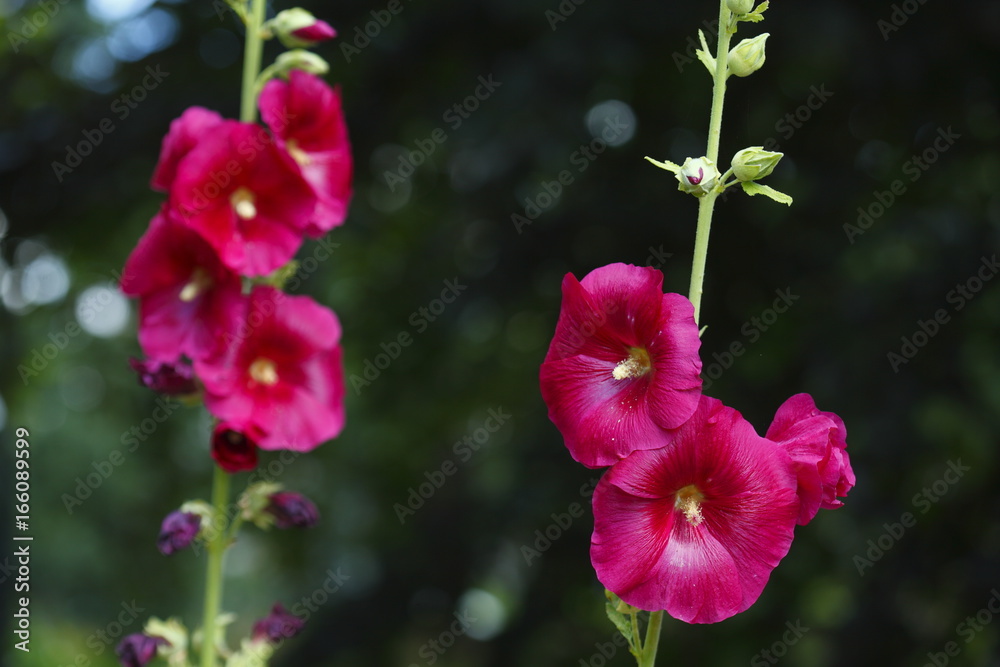 Rote Stockmalven oder Stockrosen Rote Stockmalven oder Stockrosen