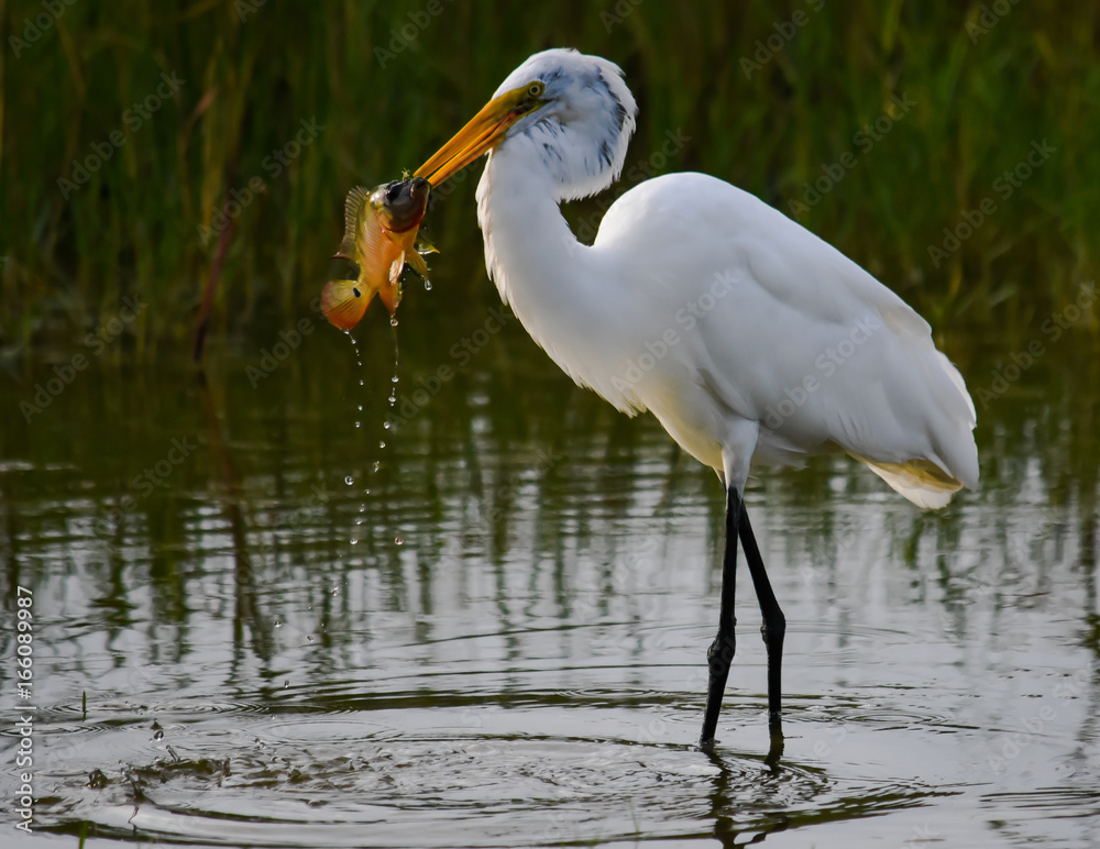 Great White Egret with Fish Great White Egret with Fish