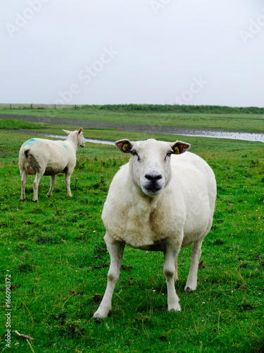 Schaf am Deich 