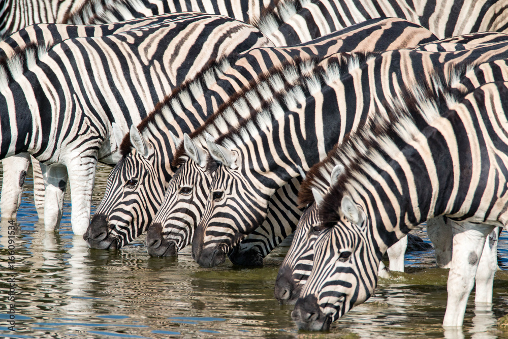 Watching zebras at a waterhole on safari in Etosha National Park, Namibia, Africa Watching zebras at a waterhole on safari in Etosha National Park, Namibia, Africa