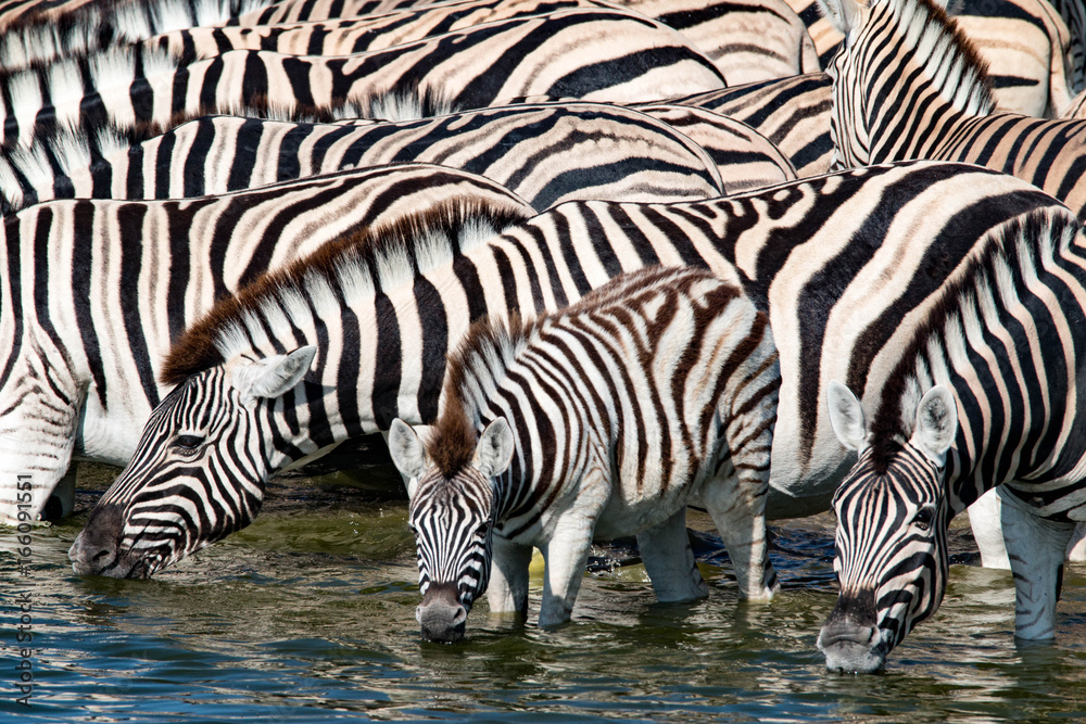 Watching zebras at a waterhole on safari in Etosha National Park, Namibia, Africa Watching zebras at a waterhole on safari in Etosha National Park, Namibia, Africa