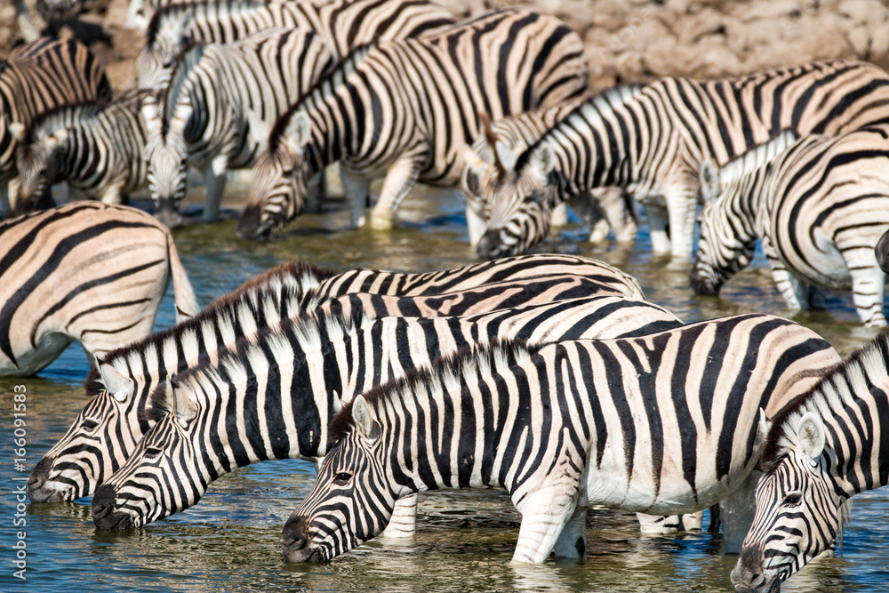 Watching zebras at a waterhole on safari in Etosha National Park, Namibia, Africa Watching zebras at a waterhole on safari in Etosha National Park, Namibia, Africa