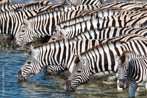 Watching zebras at a waterhole on safari in Etosha National Park, Namibia, Africa © evenfh