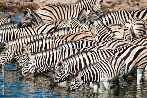 Watching zebras at a waterhole on safari in Etosha National Park, Namibia, Africa