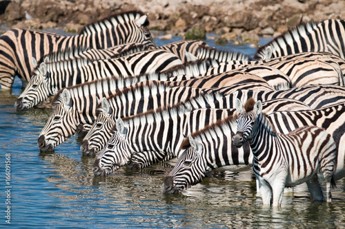 Watching zebras at a waterhole on safari in Etosha National Park  Namibia  Africa