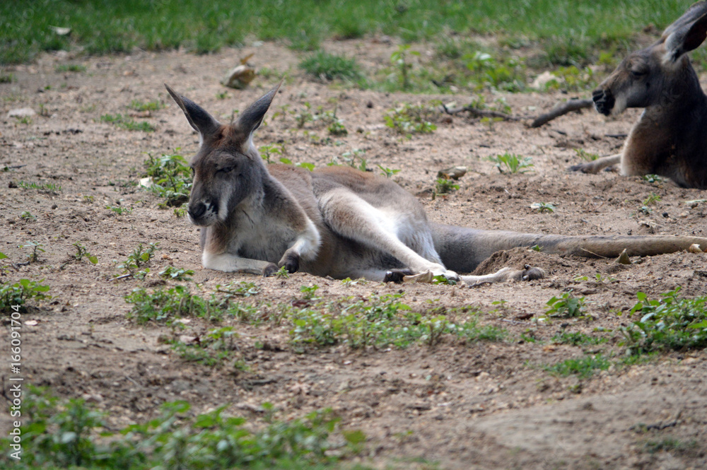 Känguru