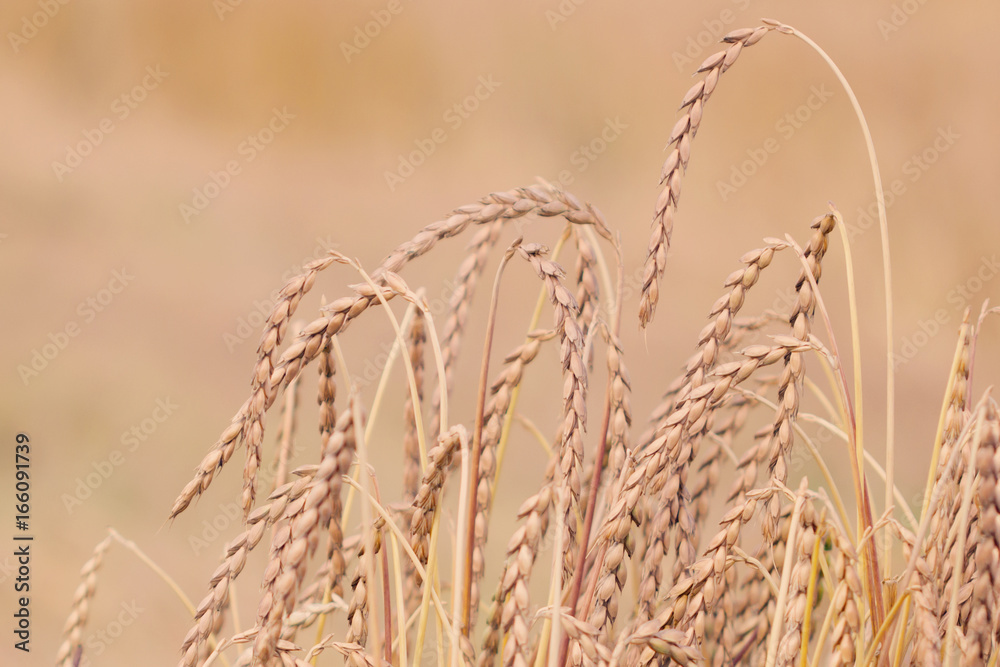 Obraz premium Field of spelt