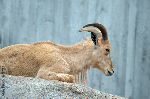 Steinbock photo