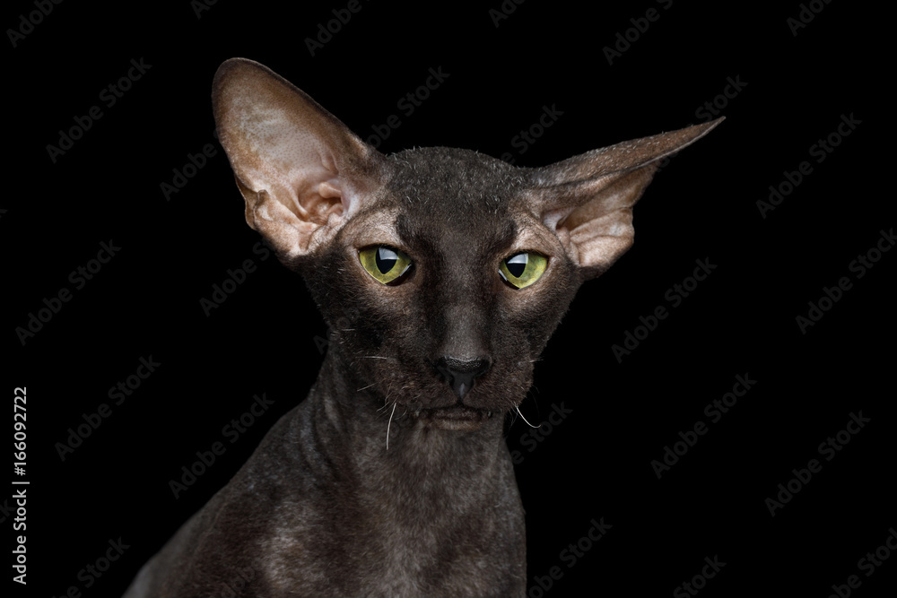 Close-up Portrait of Peterbald Sphynx Cat Curiosity Looks on Isolated Black background
