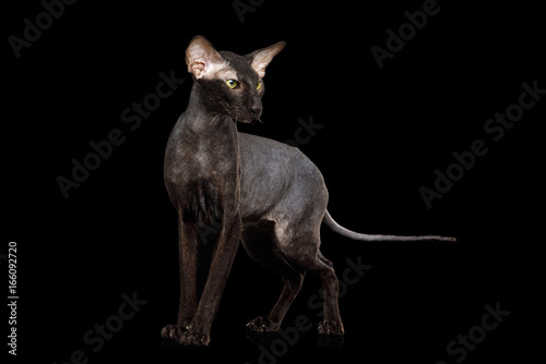 Fototapeta Naklejka Na Ścianę i Meble -  Peterbald Sphynx Cat Posing on Isolated Black background