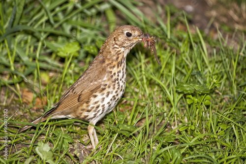 A thrush collects worms to feed its young in spring.