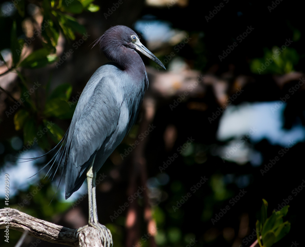 Fototapeta premium Little Blue Heron