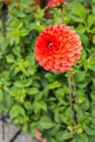 Dahlie